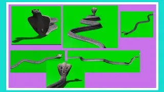 green screen snake || cobra || green screen video || green screen animal ||