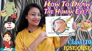 How To Draw The Human Eye|| Class-10 #ICSE#CBSE #Biology #boardexam2025 #latestsyllabus #senseorgans