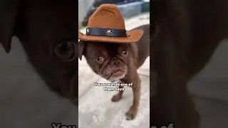 Ever had “one of them days”?🤦‍♂️ #funny #pug #dogshorts #youtubechamps ib: Riffoutdoors
