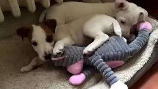 Small Puppies VS Large Plush