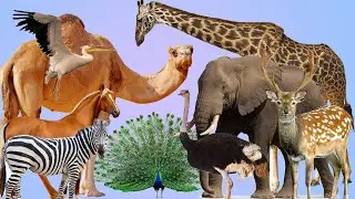 Kids Videos || Bangladesh National Zoo 2022