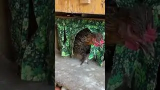 Маленькое Яйцо-Что Это? #куры #яйца