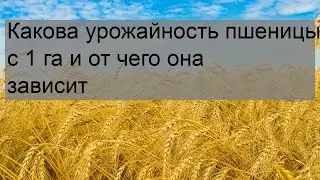 Какова урожайность пшеницы с 1 га и от чего она зависит