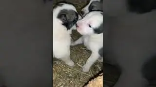 Щенки САО алабай Чувашия