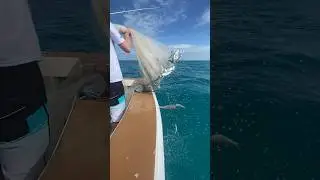 Hound Dog Charters netting some bait 👌🏻 
