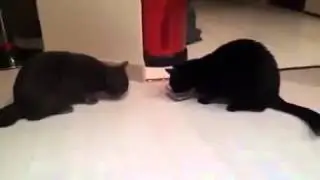 Two cats and a bowl / Две кошки и одна миска