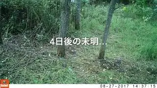 アライグマの専用くくりわなを仕掛ける