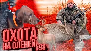 No. 98 Corral hunting with Belarusian hounds. I got THREE deer in a day.