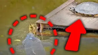 The Day a Lonely Duckling Found a New Family 🐥💞 A Perilous Journey