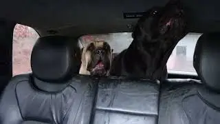 CANE CORSO Barking
