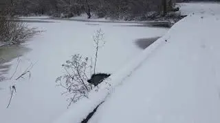 ОДИН ДЕНЬ НАСТОЯЩИЙ ЗИМЫ