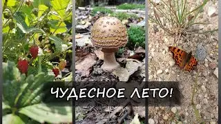 Моменты лета 🌞
