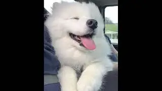 [FREE] tobi lou x happy pop type beat 