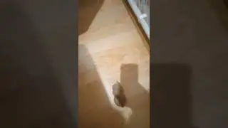 хомяк набрал защеку