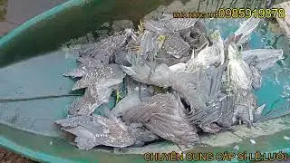 BẪY VẠC BẰNG LƯỚI TÀNG HÌNH HIỆU 100%.#shorts