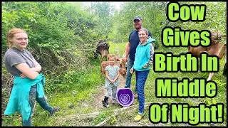 Cow Gives Birth In Middle Of Night!