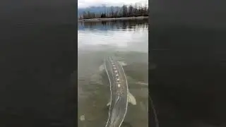Big fish