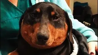 Suddenly, the dachshund began to inflate like a balloon. The hostess did not understand why.