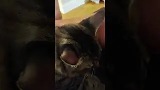 Powering Down #cat #kitten #viral #youtubeshorts #cute #cutecat #kitty #catvideos