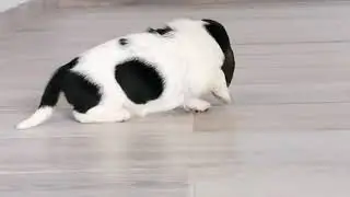 Basset Hound Cachorro disponible líneas Europeas, Puebla México realizamos envíos internacionales