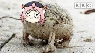 Angry squeaking Diona