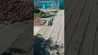картошка