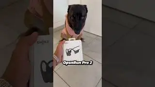 🎉Lien dans la Bio🎉 Casque audio OpenRun Pro 2 🤩 #shokz #openrunpro2 #chien #malinois #ninolemalou