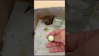 подранок
