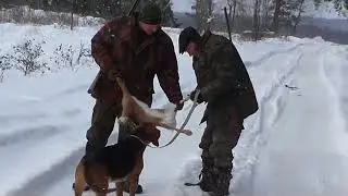 Белорусский гончак Охота на зайца