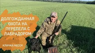 ОХОТА на ПЕРЕПЕЛА 2021