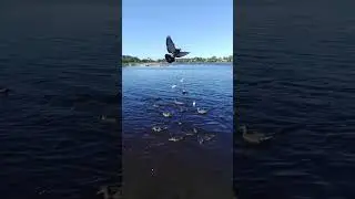 Подзарядка на природе, кормление уток.