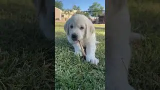 These Pups Love Being Outside! 🌞 🥰  #puppy #dog #labrador