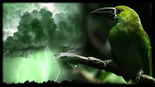 Thunderstorm / Singing Birds - Nature Sounds from Rainforest - Storm and Rain | 12 h