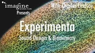 Experimenta: Sound Design and Biomimicry.