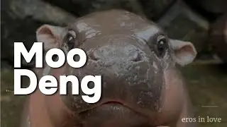 Eros in Love - Moo Deng (หมูเด้ง) : The Adorable Hippo | HipHop & EDM | (Official Music Video)