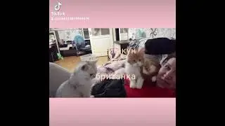 Мейн-кун и британка