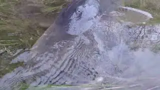 magnifique et énorme silure #nature #ultimatefishing #pêche #silure