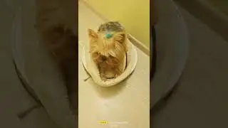 пылесостерьер