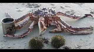 Поварской сейшн