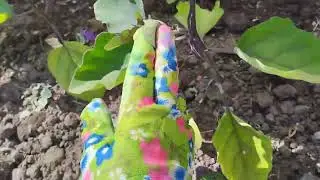 готовлю настои для первых подкормок растений