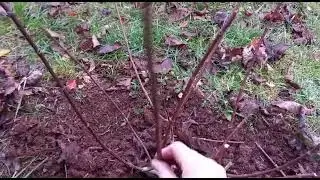 Обрезка гортензии Сильвер доллар/ноябрь 2022/