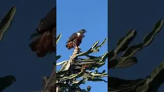 Jackal Buzzard #safari #africa #wildlife #travel #animals #nature #birds #raptors