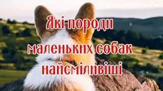 What breeds of small dogs are the bravest?