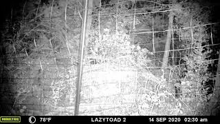 Boris denied!  Fixed the fence and the boar gives up.