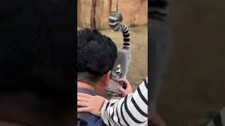 Зоопарк в Пекине😍 北京野生动物园 