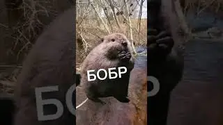 Увидели БОБРА?😱 