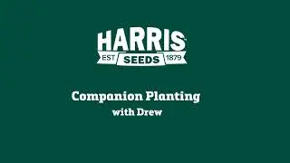 Companion Planting for Your Garden