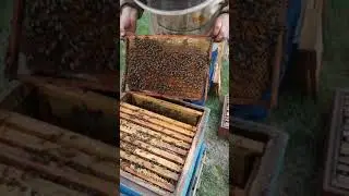 Пчеловодство в Сибири