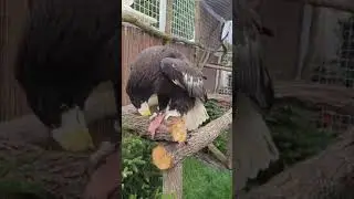 🦅🦅🦅