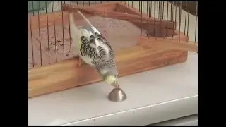 budgerigar rings a bell